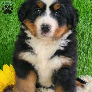 SUNDANCE, Bernese Mountain Dog Puppy