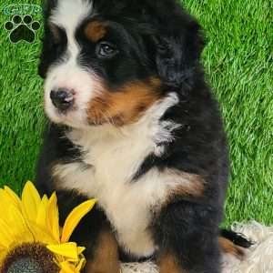 SUNDANCE, Bernese Mountain Dog Puppy