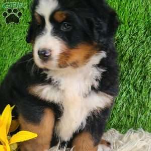 SUNDANCE, Bernese Mountain Dog Puppy