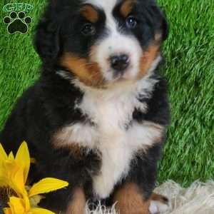 SUNDANCE, Bernese Mountain Dog Puppy