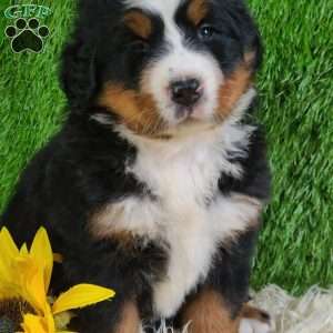 SUNDANCE, Bernese Mountain Dog Puppy