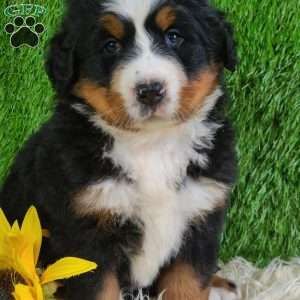 SUNDANCE, Bernese Mountain Dog Puppy