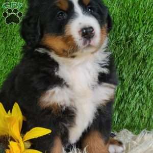 SUNDANCE, Bernese Mountain Dog Puppy