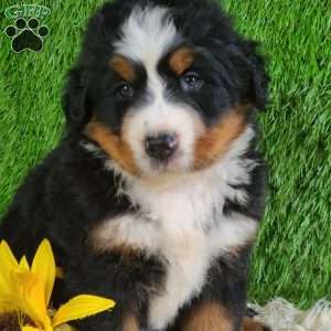 SUNDANCE, Bernese Mountain Dog Puppy