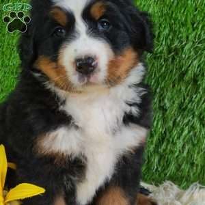 SUNDANCE, Bernese Mountain Dog Puppy