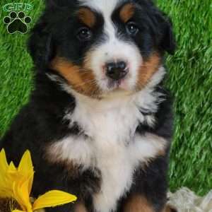 SUNDANCE, Bernese Mountain Dog Puppy