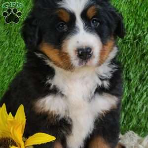 SUNDANCE, Bernese Mountain Dog Puppy