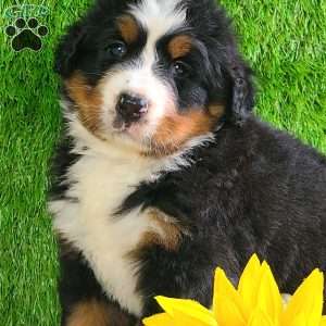 SUNDANCE, Bernese Mountain Dog Puppy