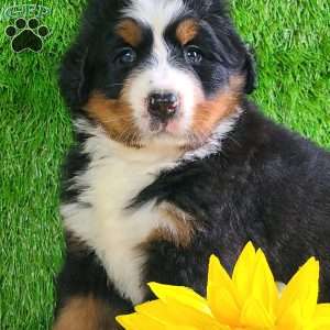 SUNDANCE, Bernese Mountain Dog Puppy