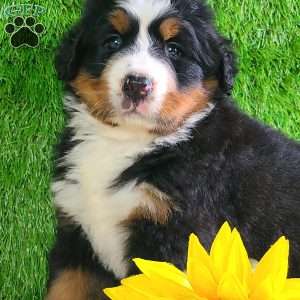 SUNDANCE, Bernese Mountain Dog Puppy