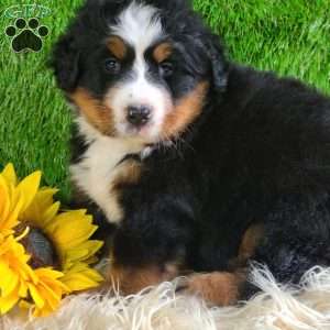SUNDANCE, Bernese Mountain Dog Puppy