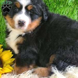 SUNDANCE, Bernese Mountain Dog Puppy
