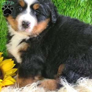 SUNDANCE, Bernese Mountain Dog Puppy