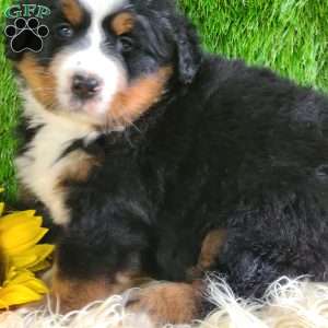 SUNDANCE, Bernese Mountain Dog Puppy