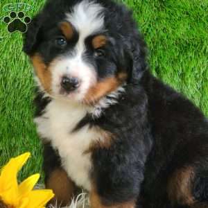 SUNDANCE, Bernese Mountain Dog Puppy