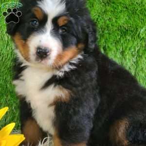 SUNDANCE, Bernese Mountain Dog Puppy
