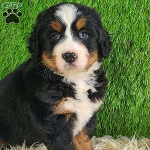 PAISLEY, Bernese Mountain Dog Puppy