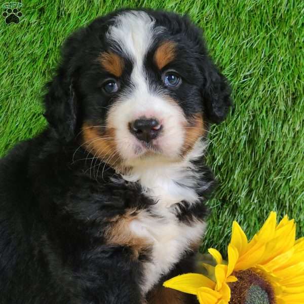 PAISLEY, Bernese Mountain Dog Puppy