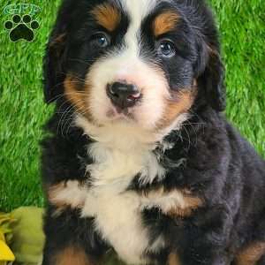 PAISLEY, Bernese Mountain Dog Puppy