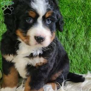 PAISLEY, Bernese Mountain Dog Puppy