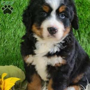PAISLEY, Bernese Mountain Dog Puppy