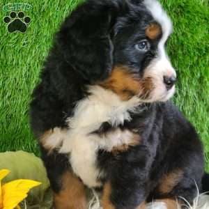 PAISLEY, Bernese Mountain Dog Puppy