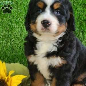 PAISLEY, Bernese Mountain Dog Puppy