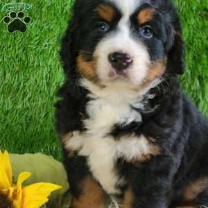 PAISLEY, Bernese Mountain Dog Puppy