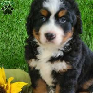 PAISLEY, Bernese Mountain Dog Puppy