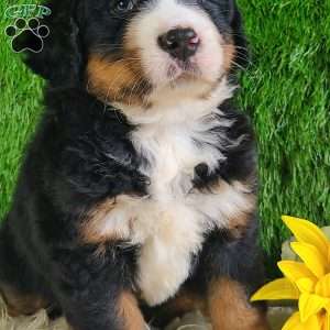 PAISLEY, Bernese Mountain Dog Puppy