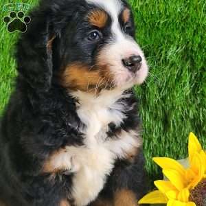 PAISLEY, Bernese Mountain Dog Puppy