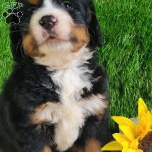 PAISLEY, Bernese Mountain Dog Puppy