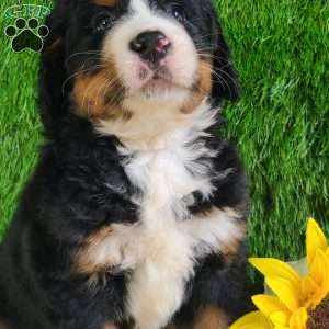 PAISLEY, Bernese Mountain Dog Puppy
