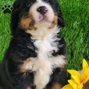 PAISLEY, Bernese Mountain Dog Puppy
