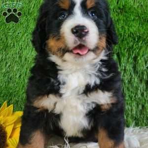 PAISLEY, Bernese Mountain Dog Puppy