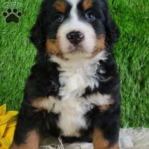 PAISLEY, Bernese Mountain Dog Puppy