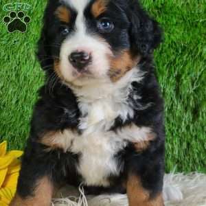 PAISLEY, Bernese Mountain Dog Puppy
