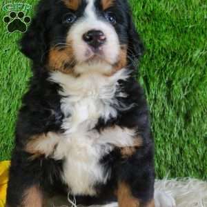 PAISLEY, Bernese Mountain Dog Puppy