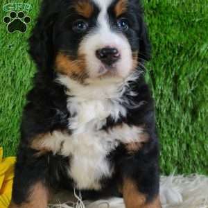 PAISLEY, Bernese Mountain Dog Puppy