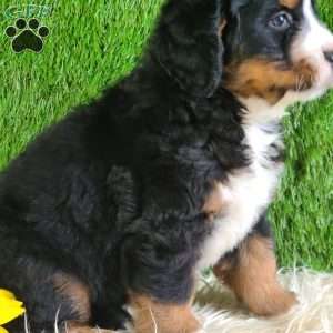 PAISLEY, Bernese Mountain Dog Puppy