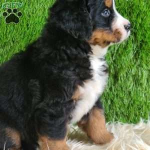 PAISLEY, Bernese Mountain Dog Puppy