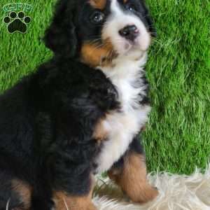 PAISLEY, Bernese Mountain Dog Puppy