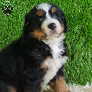 PAISLEY, Bernese Mountain Dog Puppy