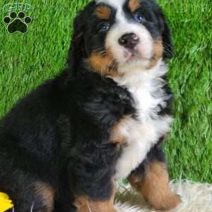 PAISLEY, Bernese Mountain Dog Puppy