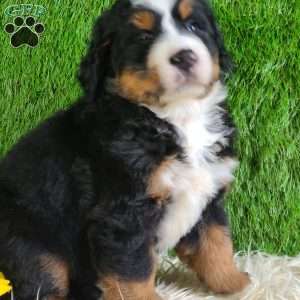 PAISLEY, Bernese Mountain Dog Puppy