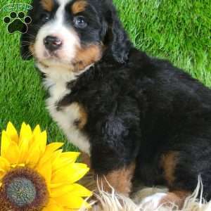 PAISLEY, Bernese Mountain Dog Puppy