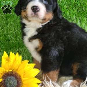 PAISLEY, Bernese Mountain Dog Puppy