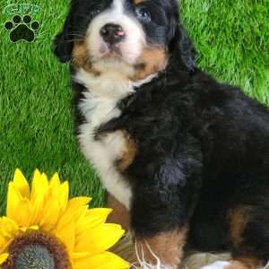 PAISLEY, Bernese Mountain Dog Puppy