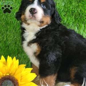 PAISLEY, Bernese Mountain Dog Puppy