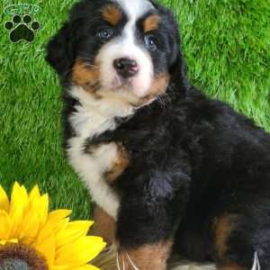 PAISLEY, Bernese Mountain Dog Puppy